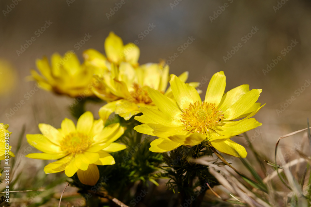 Obraz premium Frühlings-Adonis, Frühlings-Adonisröschen, Adonis vernalis, Adonisröschen