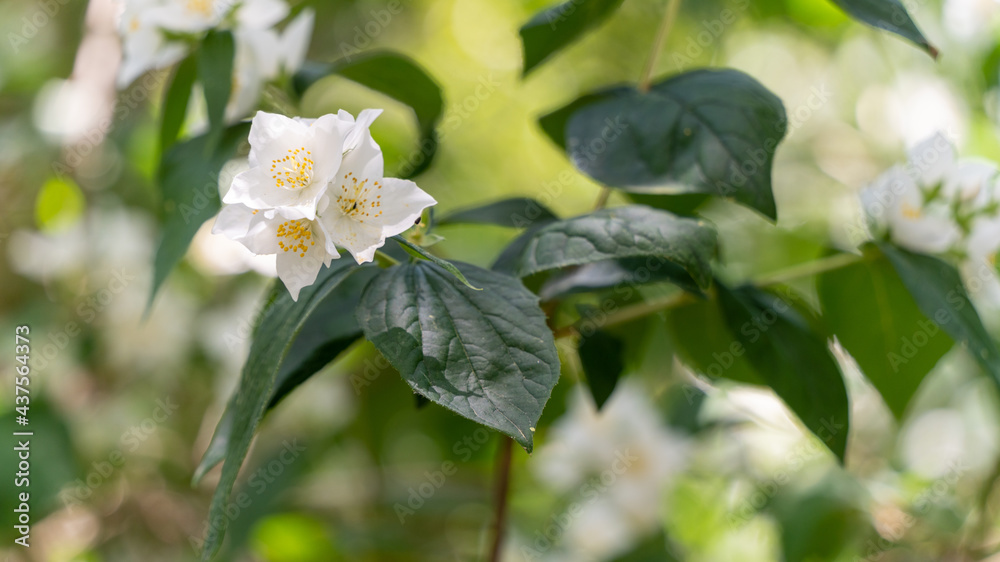 Beautiful close-up on a syringe, also called jasmine of the poets, its pretty white flowers grouped together and its large green leaves, in spring Beautiful close-up on a syringe, also called jasmine of the poets, its pretty white flowers grouped together and its large green leaves, in spring