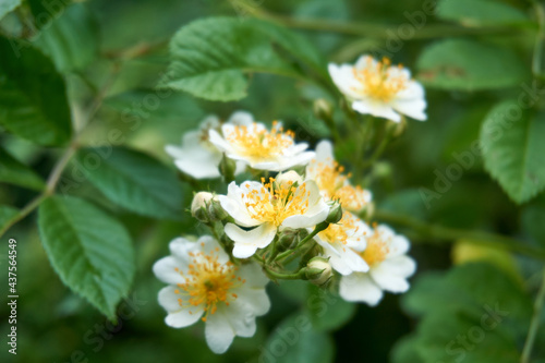 close up of white yellow flowers and blossoms