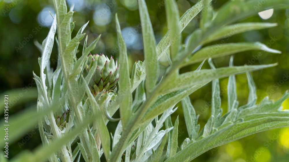 Obraz premium Small artichoke growing in spring, close up