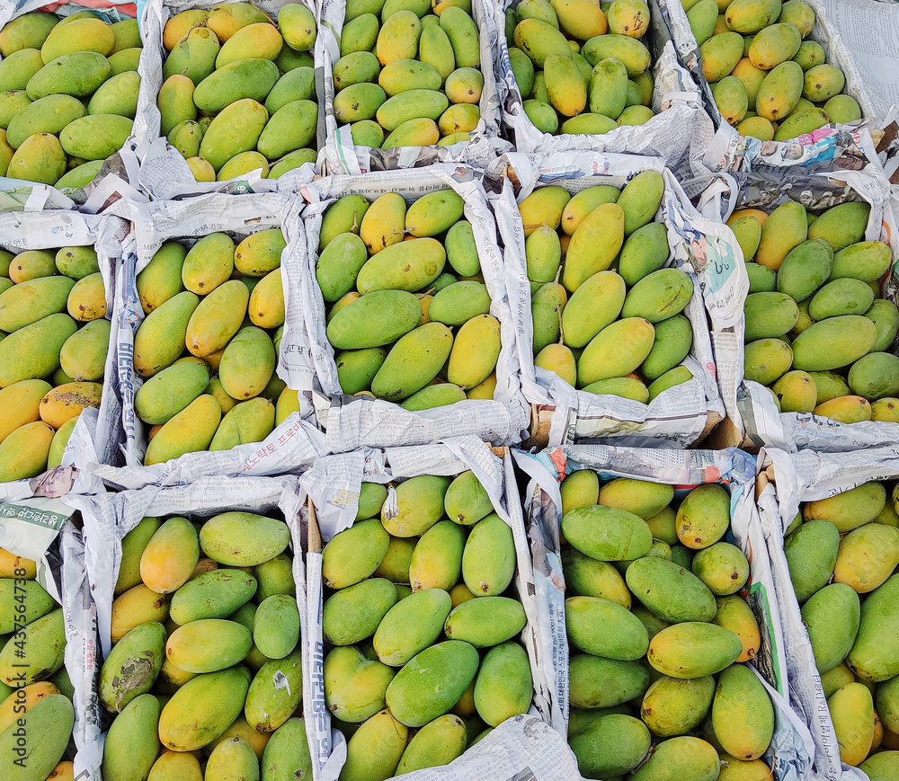 A mango is an edible stone fruit produced by the tropical tree