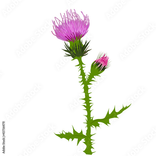 Thistle vector stock illustration close up. Superfood thistle medical herb. Hand drawn composition of a Scottish purple Bud, Field flower, meadow grass. Isolated on a white background