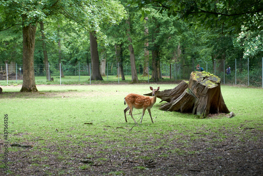beautiful light brown deer in the forest beautiful light brown deer in the forest