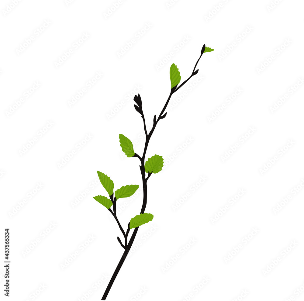 Branch with young leaf sprouts vector stock illustration. Shoots of trees with fresh green foliage. Spring landscape. Isolated on a white background. Branch with young leaf sprouts vector stock illustration. Shoots of trees with fresh green foliage. Spring landscape. Isolated on a white background.