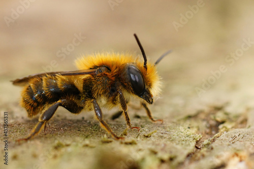 Closeup of a male Jersey Mason Bee, Osmia niveata photo