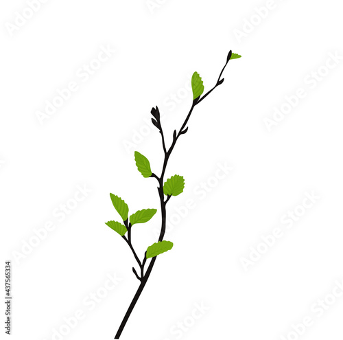 Branch with young leaf sprouts vector stock illustration. Shoots of trees with fresh green foliage. Spring landscape. Isolated on a white background. © Мария Василенко