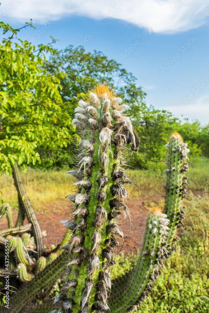 Obraz premium Close up of Xique xique cactus (Pilosocereus gounellei) with white hair - sertao/caatinga landscape - Oeiras, Piaui (Northeast Brazil)