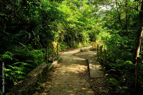 Green trail at Yambaru National Park in Okinawa  Japan -                                 