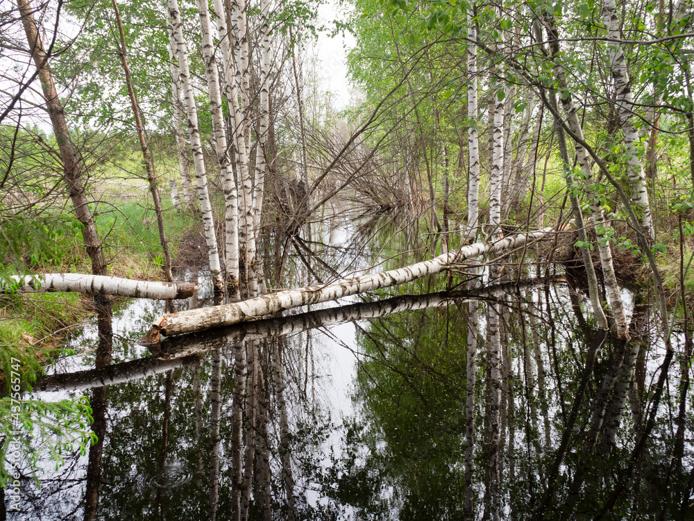 Obraz premium Beavers gnawed the birch tree and dropped it into the pond. Construction of a dam on the river. The concept of changing the landscape, ecology and climate by wild animals in nature.