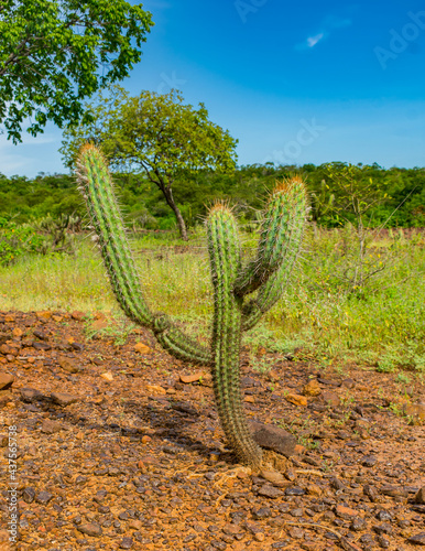 Xique xique cactus (Pilosocereus gounellei) and sertao/caatinga landscape - Oeiras, Piaui (Northeast Brazil) photo