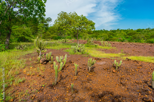 Many Xique xique cacti (Pilosocereus gounellei) and sertao/caatinga landscape - Oeiras, Piaui (Northeast Brazil) photo