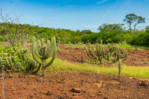 Many Xique xique cacti (Pilosocereus gounellei) and sertao/caatinga landscape - Oeiras, Piaui (Northeast Brazil) photo