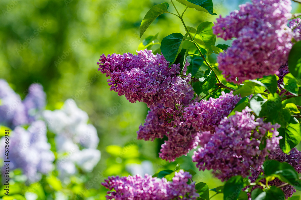 Blooming lilac (лат. Syringa) in the garden. Beautiful purple lilac flowers on natural background Blooming lilac (лат. Syringa) in the garden. Beautiful purple lilac flowers on natural background