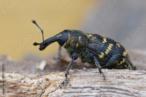 Closeup of the colorful large pine weevil, Hylobius abietis photo
