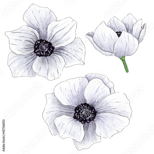 Hand painted watercolor white anemone flowers.