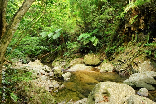 creek and rocky road at Yambaru National Park in Okinawa, Japan - 沖縄 やんばる国立公園 川