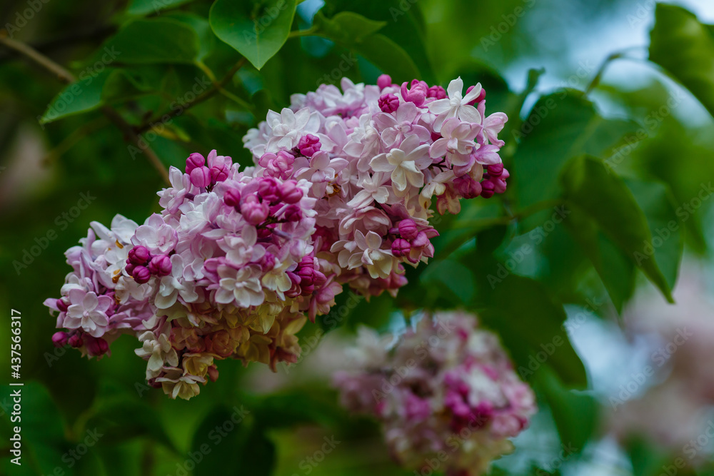 Fototapeta premium Blooming lilac (лат. Syringa) in the garden. Beautiful purple lilac flowers on natural background