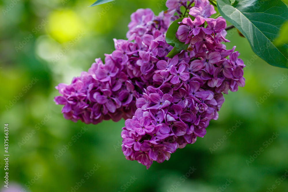 Blooming lilac (лат. Syringa) in the garden. Beautiful purple lilac flowers on natural background Blooming lilac (лат. Syringa) in the garden. Beautiful purple lilac flowers on natural background