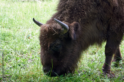 side view of a brown buffalo bison in the zoo