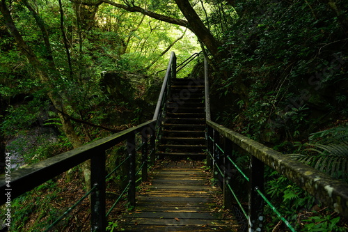 Stone stairway at Yambaru National Park in Okinawa, Japan - 日本 沖縄 やんばる国立公園 石段