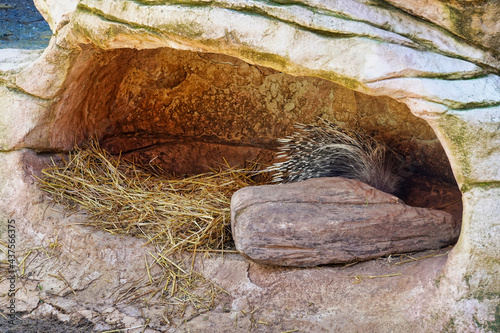 Closeup shot of a porcupine hiding beside a grass nest under a rock photo