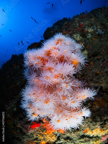 Close-up of false orange coral colony in the mediterranean sea.
