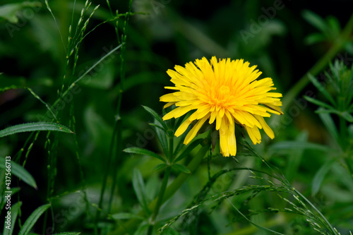 Gewöhnlicher Löwenzahn // hawkbit (Taraxacum sect. Ruderalia)  photo