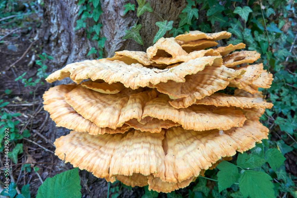 close up of large yellow plate mushrooms on a tree close up of large yellow plate mushrooms on a tree