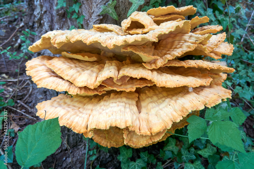 close up of large yellow plate mushrooms on a tree close up of large yellow plate mushrooms on a tree
