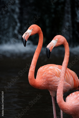 Flamingos, Jurong Bird Park, Singapore