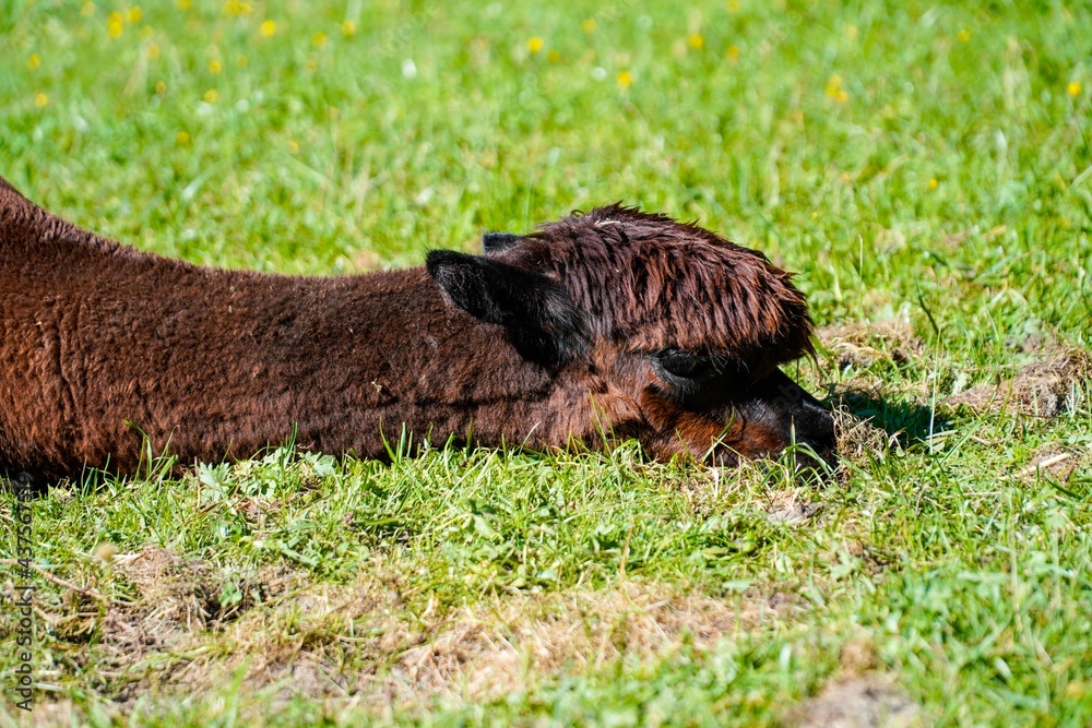 Tiere auf dem Bauernhof 