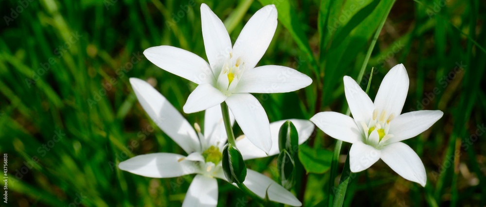 Breitblättriger Dolden-Milchstern weiß
Ornithogalum umbellatum agg.
Breitblättriger Dolden-Milchstern weiß
Ornithogalum umbellatum agg.