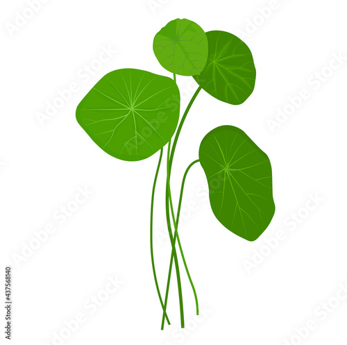 Gotu kola vector stock illustration. Centella Asiatica is a medicinal plant. Herbs help to heal inflammation. Isolated on a white background