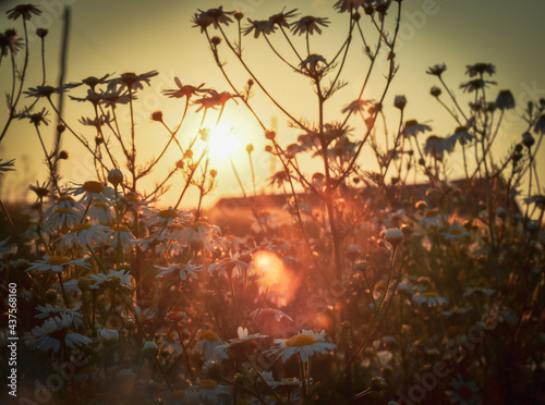 sunset in the forest