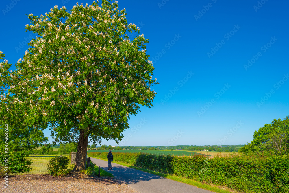Fields and trees in a green hilly grassy landscape under a blue sky in sunlight in springtime, Voeren, Limburg, Belgium, June, 2021 Fields and trees in a green hilly grassy landscape under a blue sky in sunlight in springtime, Voeren, Limburg, Belgium, June, 2021
