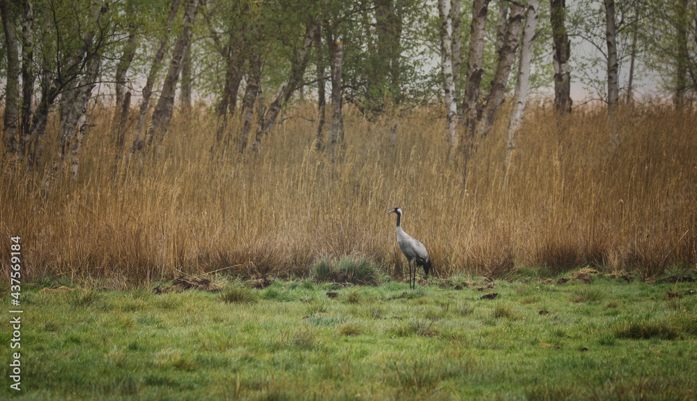 Crane on a meadow on the Müritz Mecklenburg-Western Pomerania