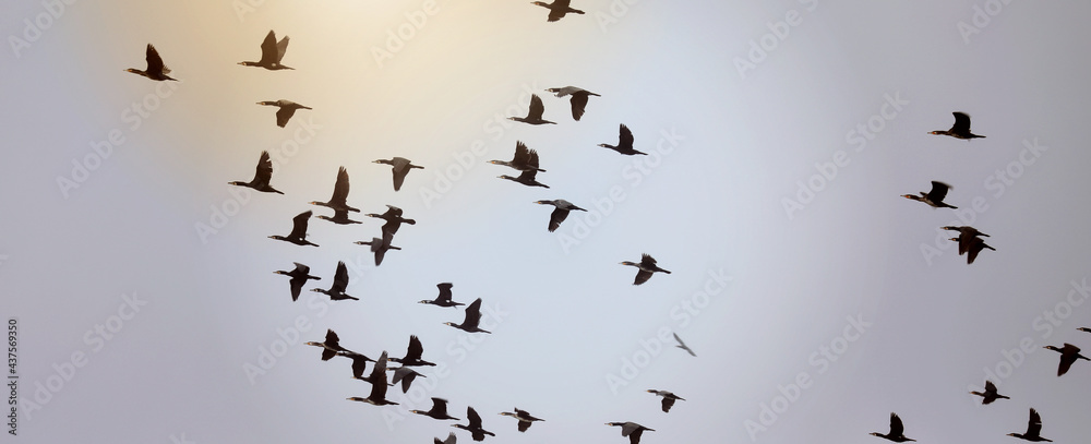Obraz premium Cormorants in flight over the Müritz Sea