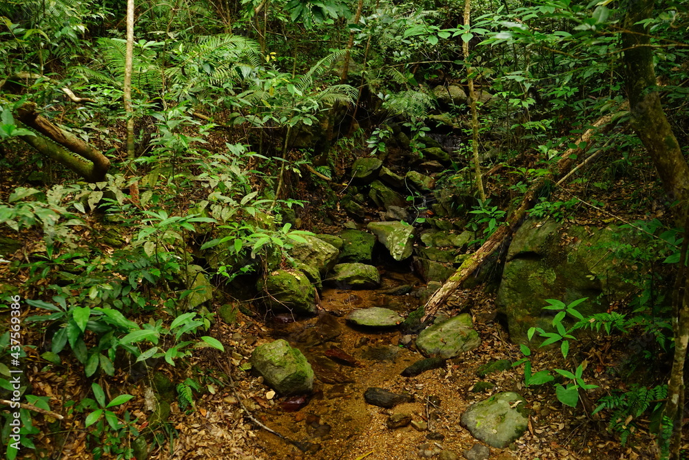 creek and rocky road at Yambaru National Park in Okinawa, Japan - 沖縄 やんばる国立公園 川 creek and rocky road at Yambaru National Park in Okinawa, Japan - 沖縄 やんばる国立公園 川