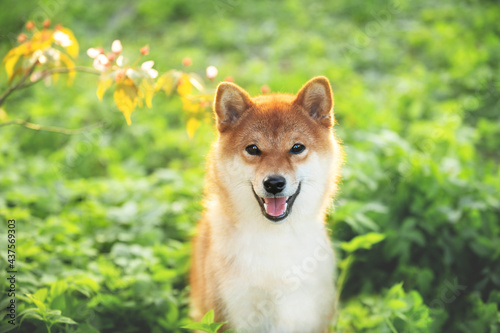 Beautiful red shiba inu dog on cherry blossom's and grass background. Japanese shiba dog and blooming sakura. Hanami