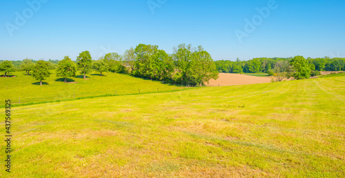Fields and trees in a green hilly grassy landscape under a blue sky in sunlight in springtime, Voeren, Limburg, Belgium, June, 2021 © Naj