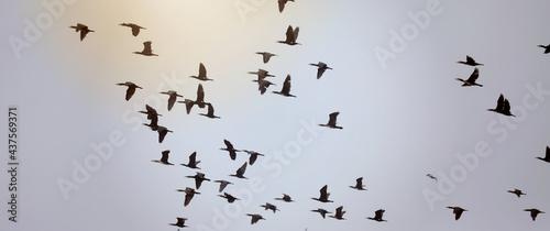 Cormorants in flight over the Müritz Sea