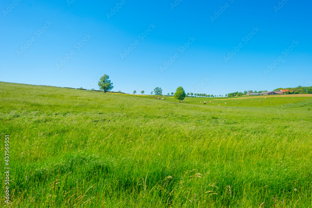 Fields and trees in a green hilly grassy landscape under a blue sky in sunlight in springtime, Voeren, Limburg, Belgium, June, 2021 Fields and trees in a green hilly grassy landscape under a blue sky in sunlight in springtime, Voeren, Limburg, Belgium, June, 2021