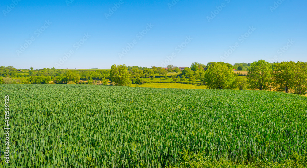 Wheat growing in an agricultural field in the countryside in bright sunlight under a blue sky in springtime, Voeren, Limburg, Belgium, June, 2021