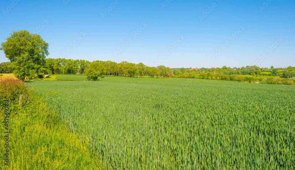 Wheat growing in an agricultural field in the countryside in bright sunlight under a blue sky in springtime, Voeren, Limburg, Belgium, June, 2021