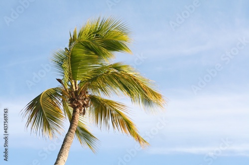 Forever Wind Palm at Bayahibe in Dominican Republic  Central America