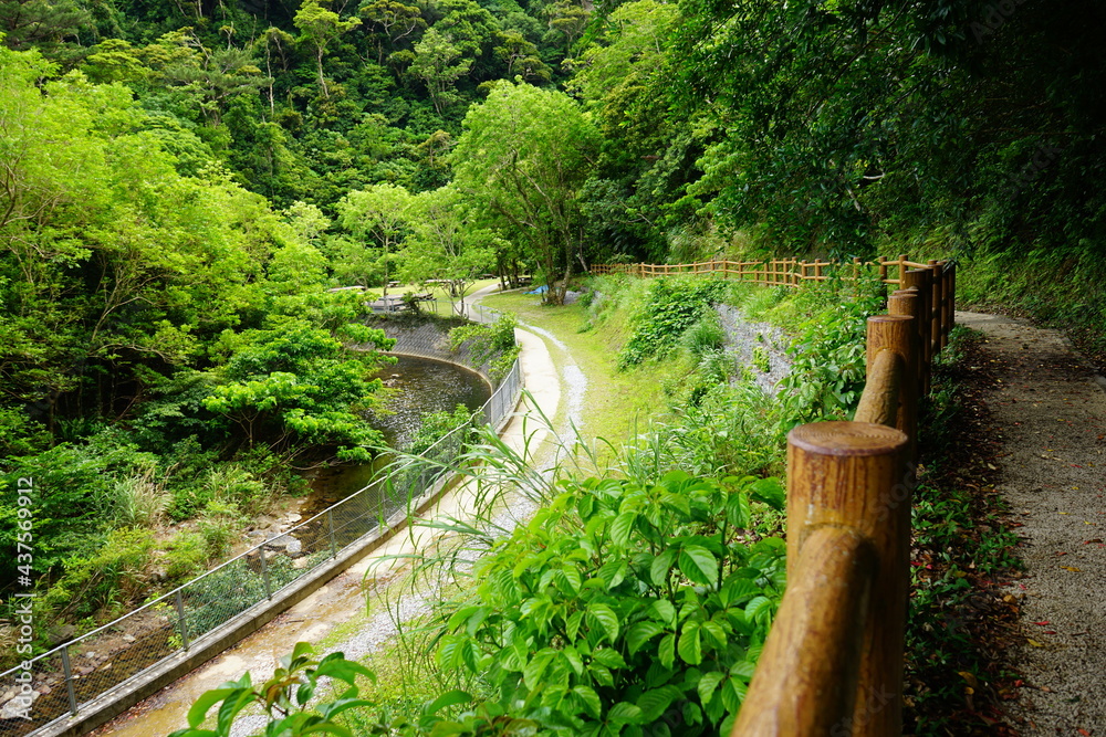 Green trail at Yambaru National Park in Okinawa, Japan - 沖縄 やんばる国立公園