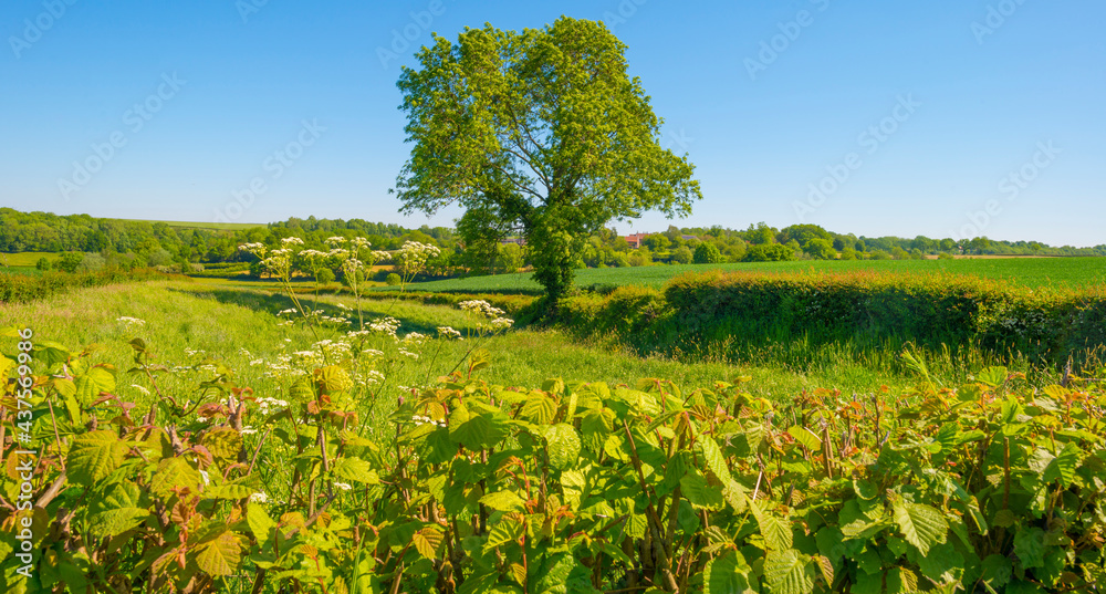 Fields and trees in a green hilly grassy landscape under a blue sky in sunlight in springtime, Voeren, Limburg, Belgium, June, 2021