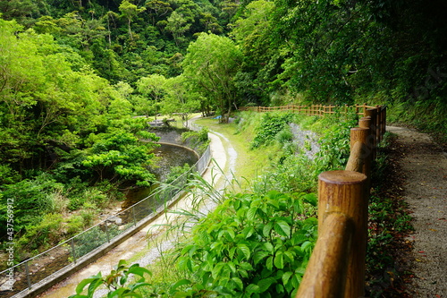 Obraz na płótnie Green trail at Yambaru National Park in Okinawa, Japan - 沖縄 やんばる国立公園 w salonie