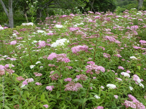 花畑