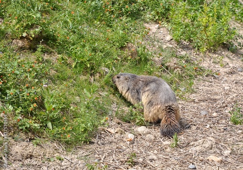 фотографія Marmotte des Alpes